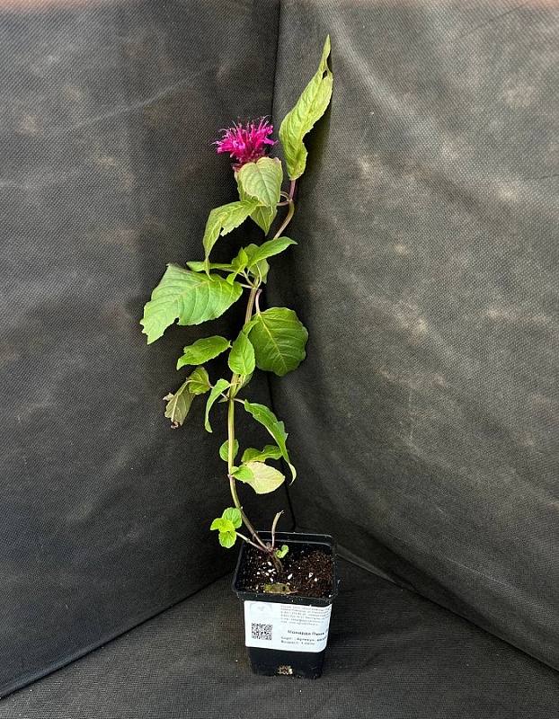 Монарда Пинк Лейс 1 шт Р9